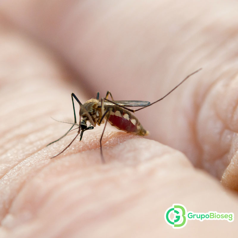 Morfologia del mosquito del dengue