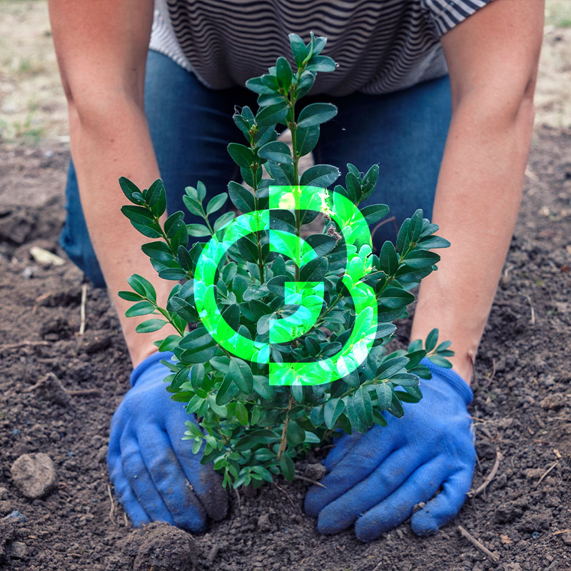 Transplante de arbustos y árboles