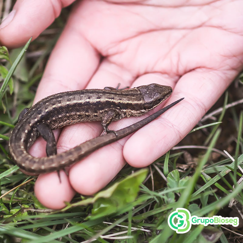 Controlamos la fauna nociva, no la aniquilamos