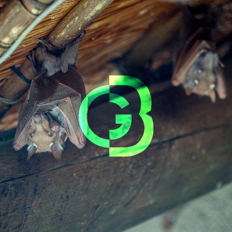 Control de aves, animales silvestres y domesticos y roedores.