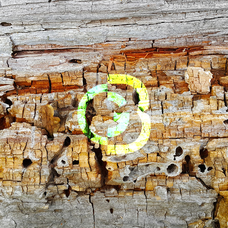 Control para plagas de madera