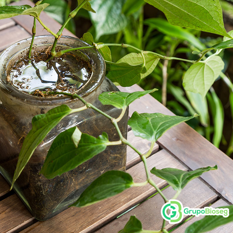 Aumentan los casos de dengue en Jalisco