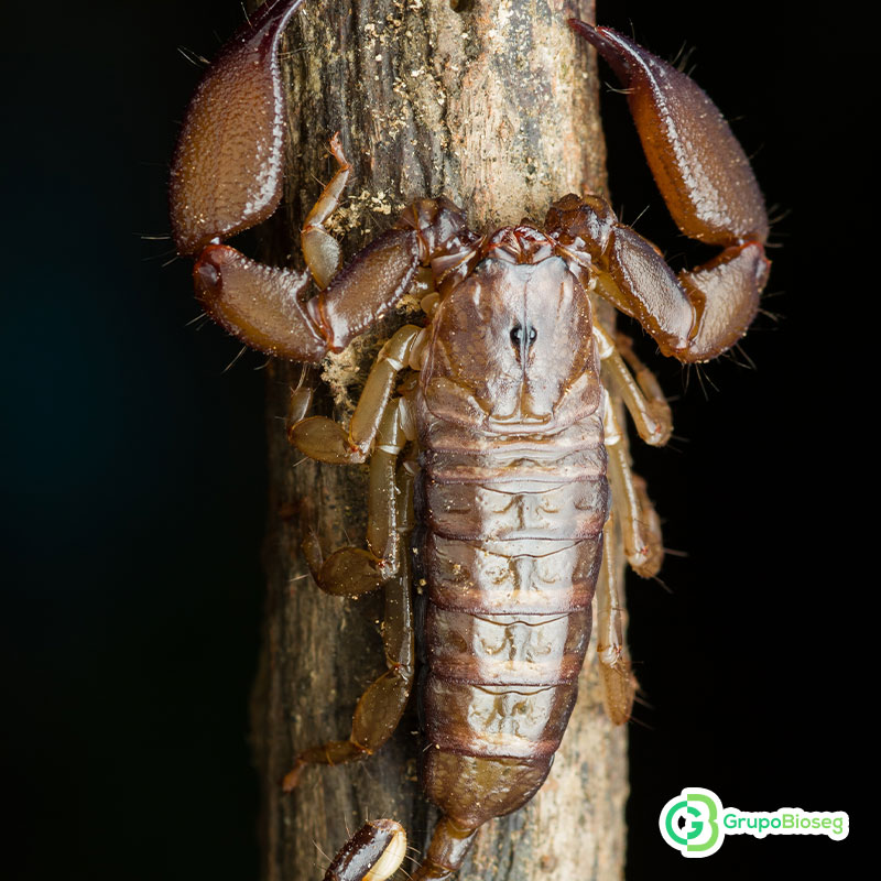 Tips para mantener alejados a los alacranes