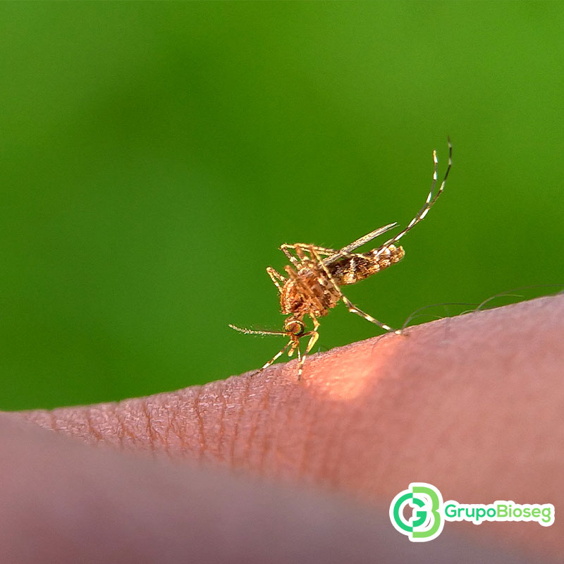 Alertan cambio en el serotipo del zancudo del dengue