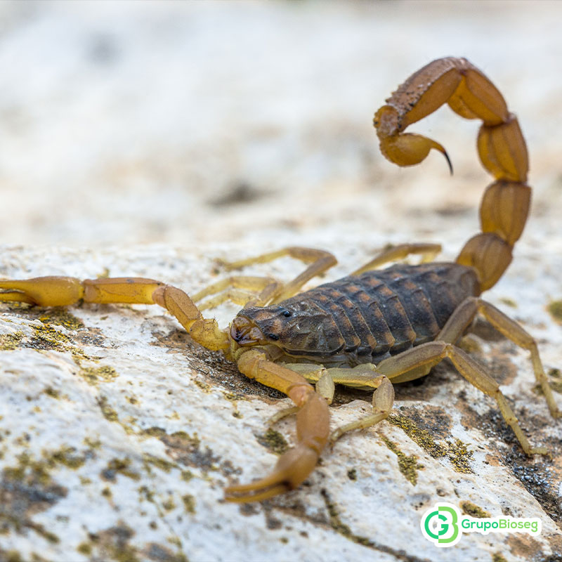 Como reconocer a un alacrán toxico