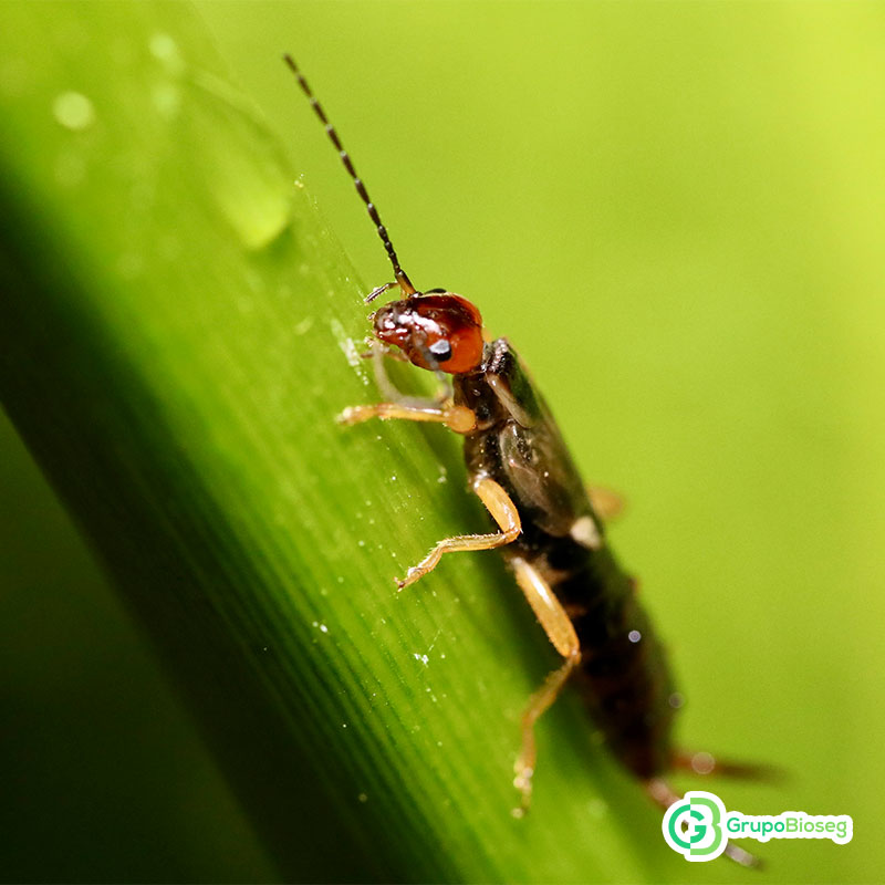 Repelente natural contra las tijerillas