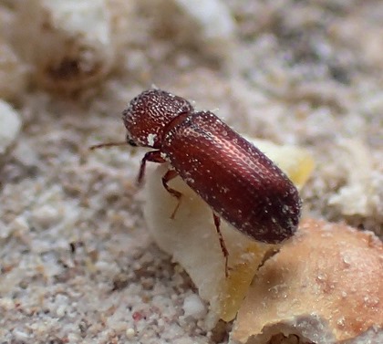 Rhizopertha dominica